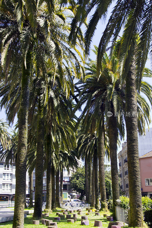 西班牙加利西亚Caldas de Reis, Santo Tomás教堂前的棕榈树大道。